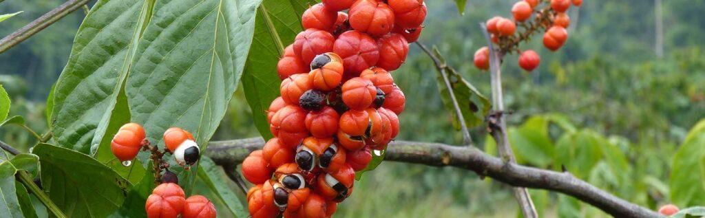 Guarana