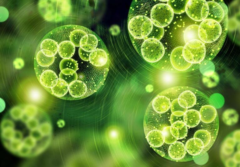 Chlorella - Właściwości Działanie i Dlaczego warto ją stosować - Zielares