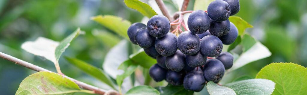 aronia