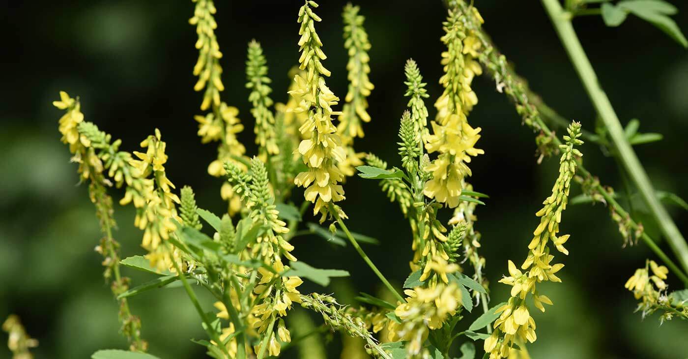 Nostrzyk żółty - Właściwości Działanie Zastosowanie - Zielares