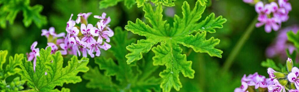 geranium (anginka)