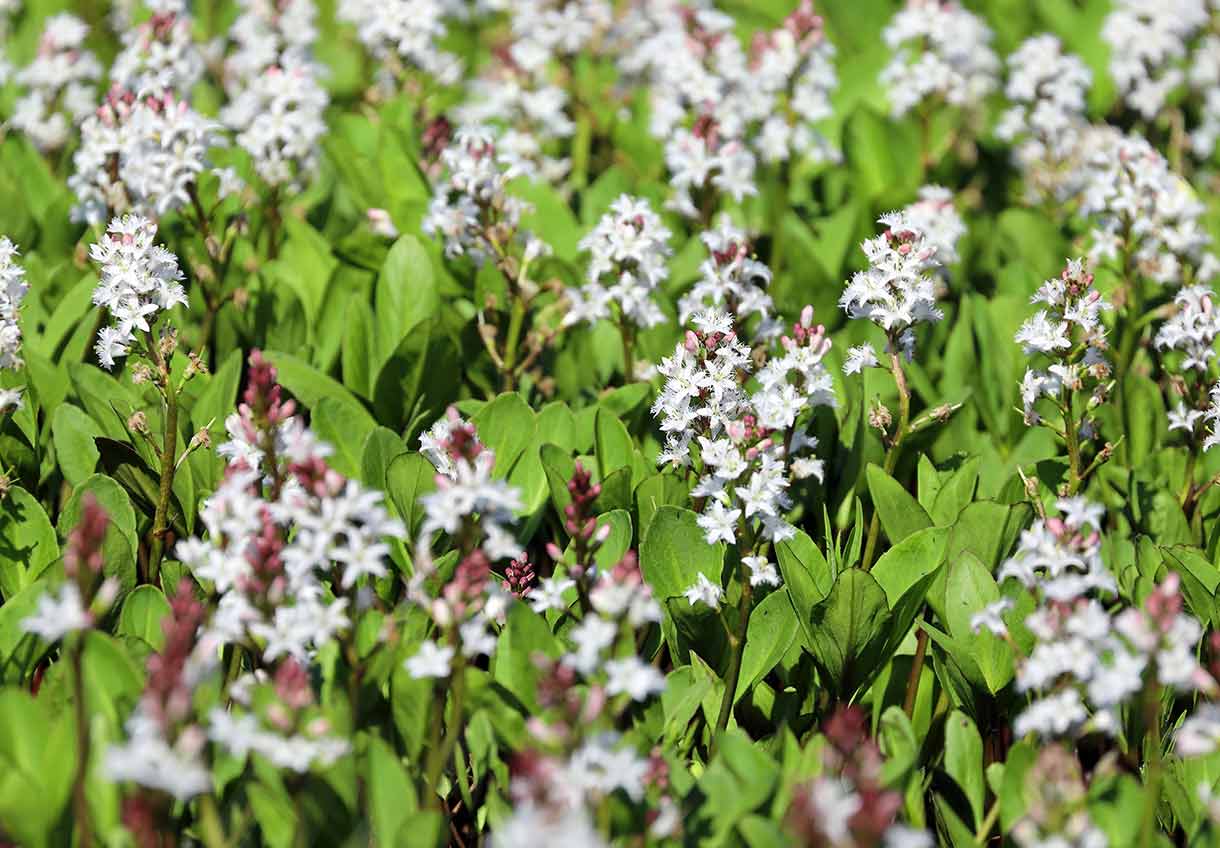 Bobrek trójlistkowy Właściwości i Działanie zdrowotne Zielares