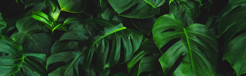 monstera_0