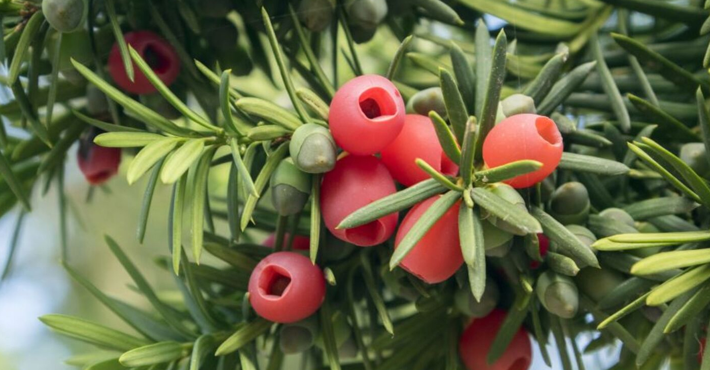 Czy cis jest trujący? Substancje toksyczne Objawy zatrucia Zielares