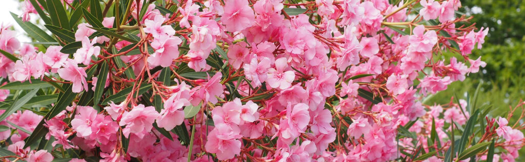 oleander_000